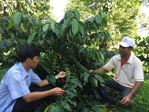 Tín hiệu tích cực từ chương trình tái canh cà phê ở huyện Cư M’gar